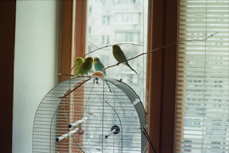 green bird on white cage