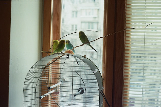 green bird on white cage