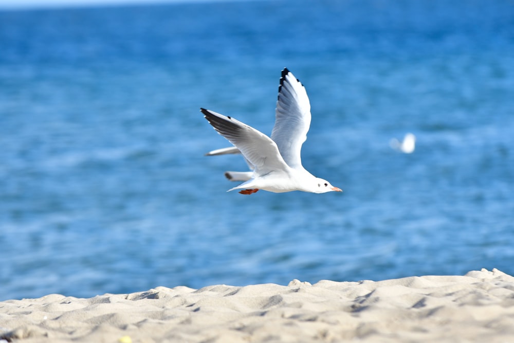 white bird flying over the sea during daytime