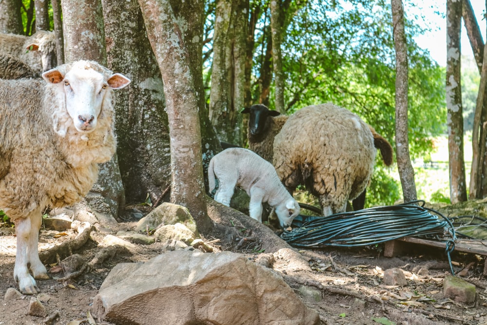 white sheep on black and white striped hammock