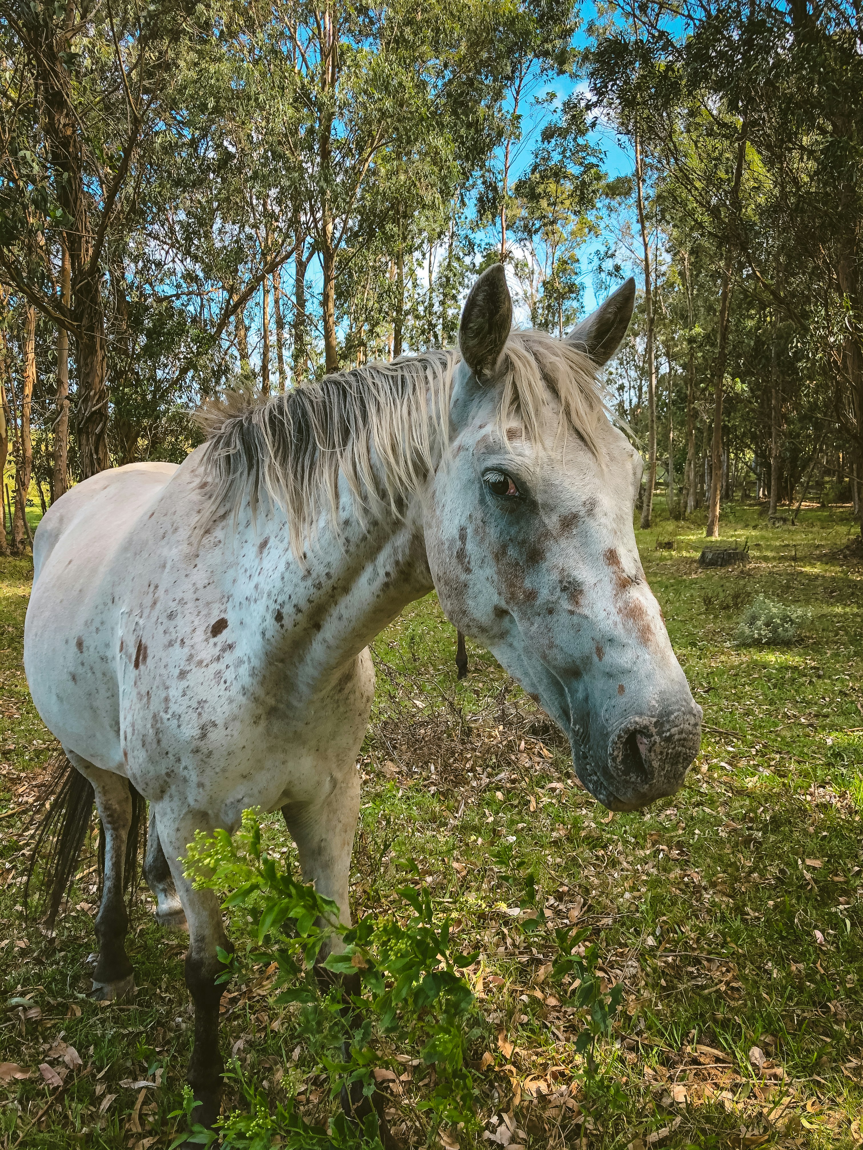 white horse on green grass field during daytime