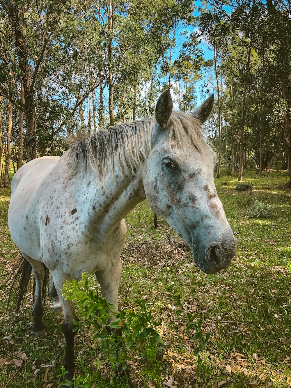 white horse on green grass field during daytime