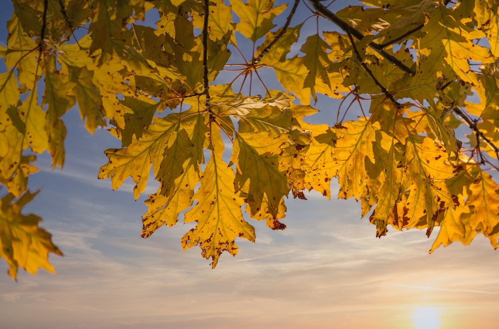 yellow leaves under cloudy sky during daytime