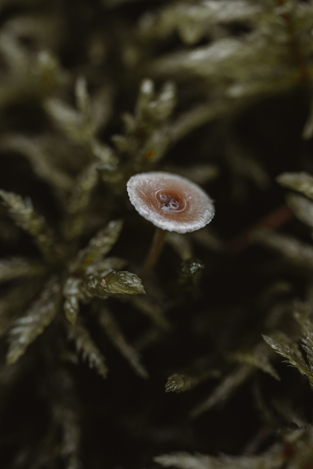 brown and white mushroom in green plant