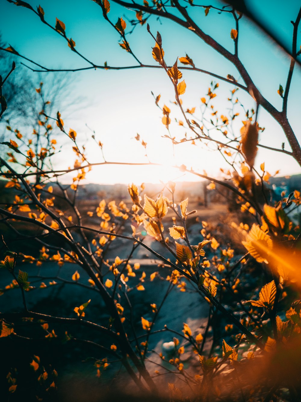 branche d’arbre brune pendant la journée