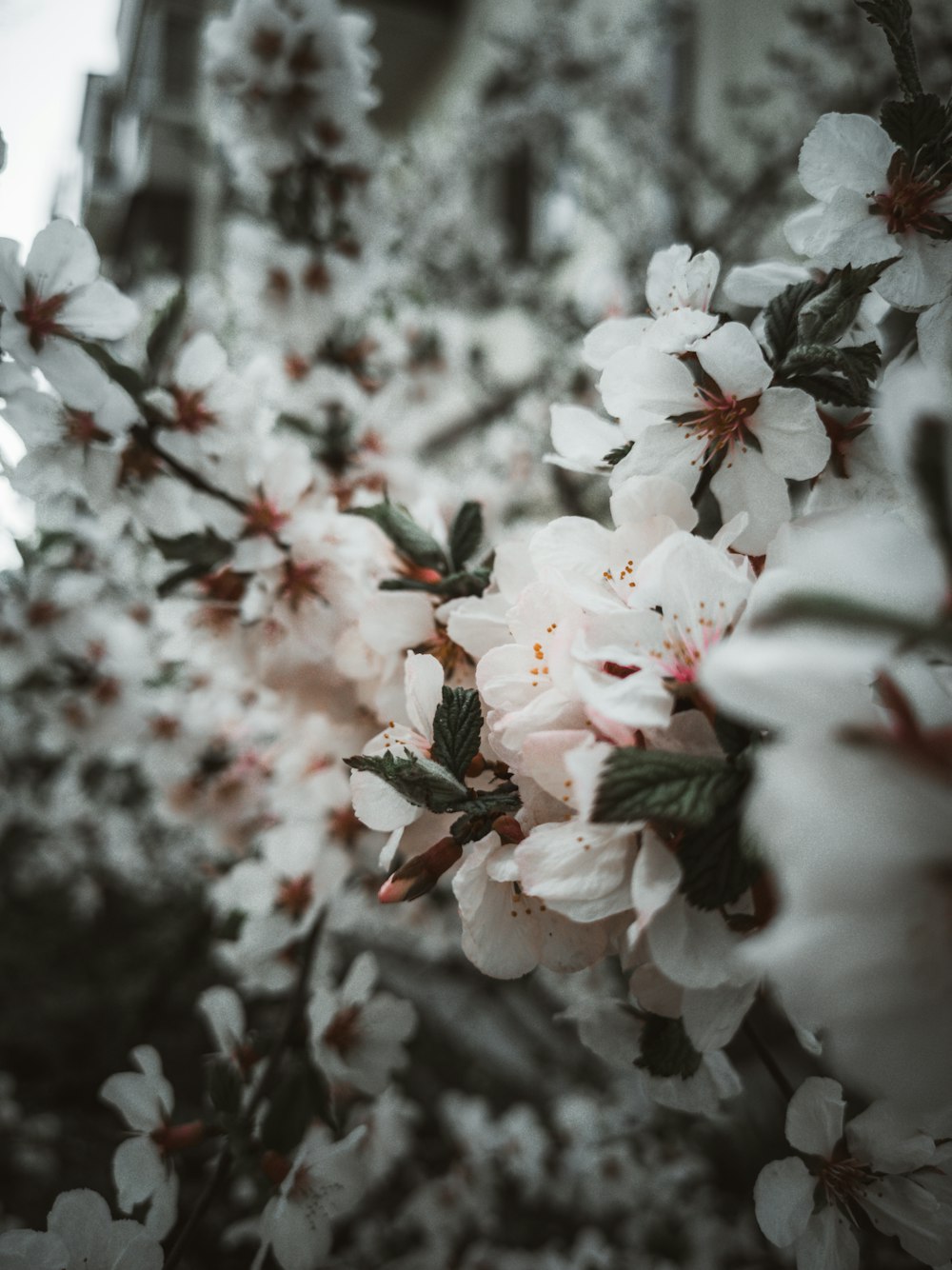 white and red flowers in tilt shift lens