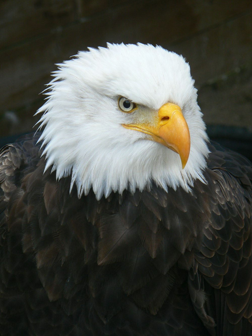 águia preta e branca na fotografia de perto
