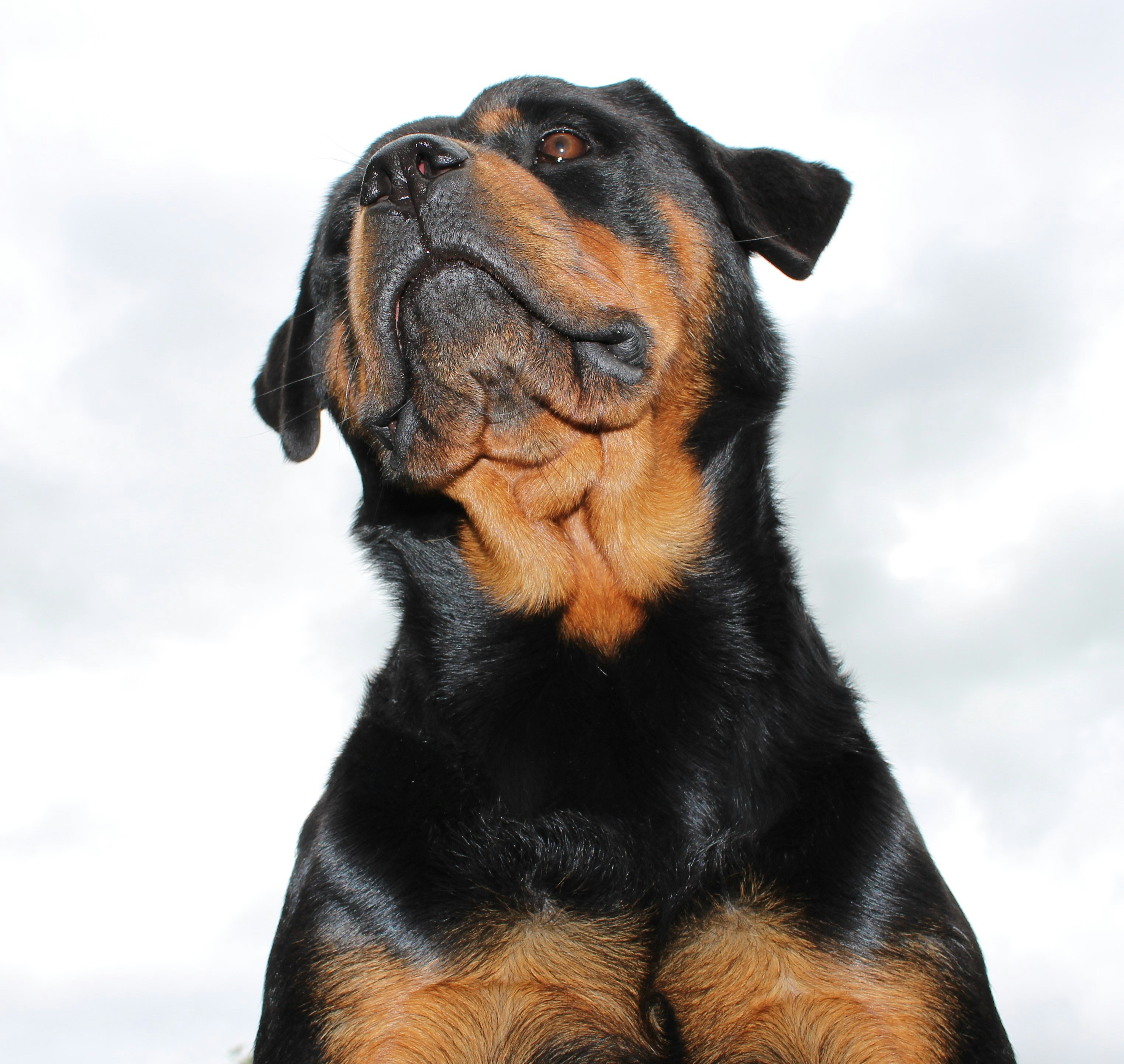 Floral City Veterinary Hospital