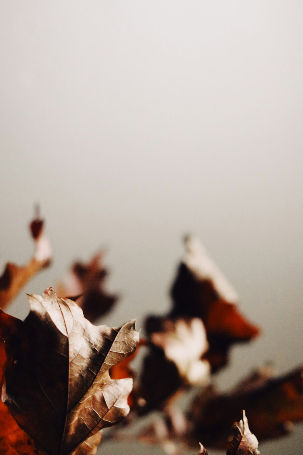 brown maple leaf in close up photography