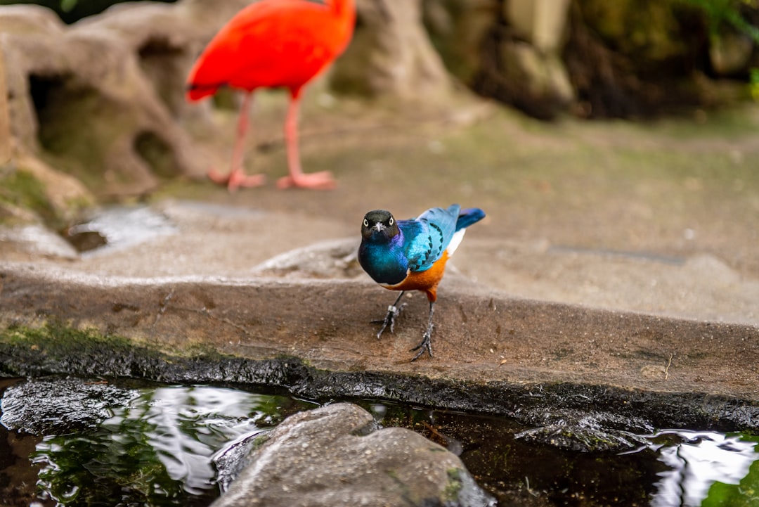 red and blue bird on rock