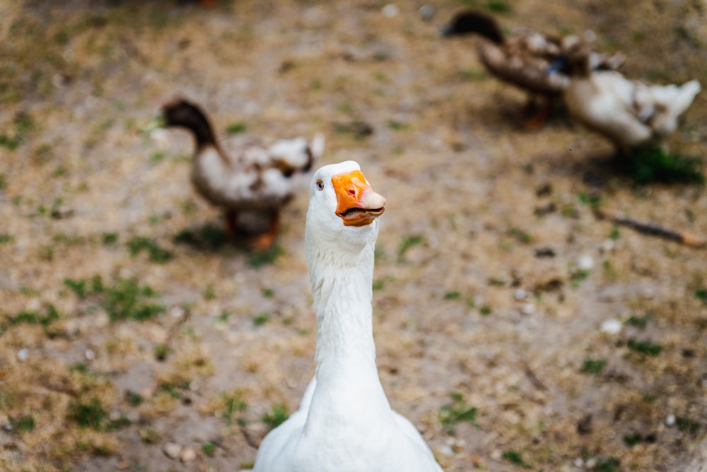 Pato blanco sobre suelo marrón