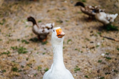 white duck on brown soil goose zoom background