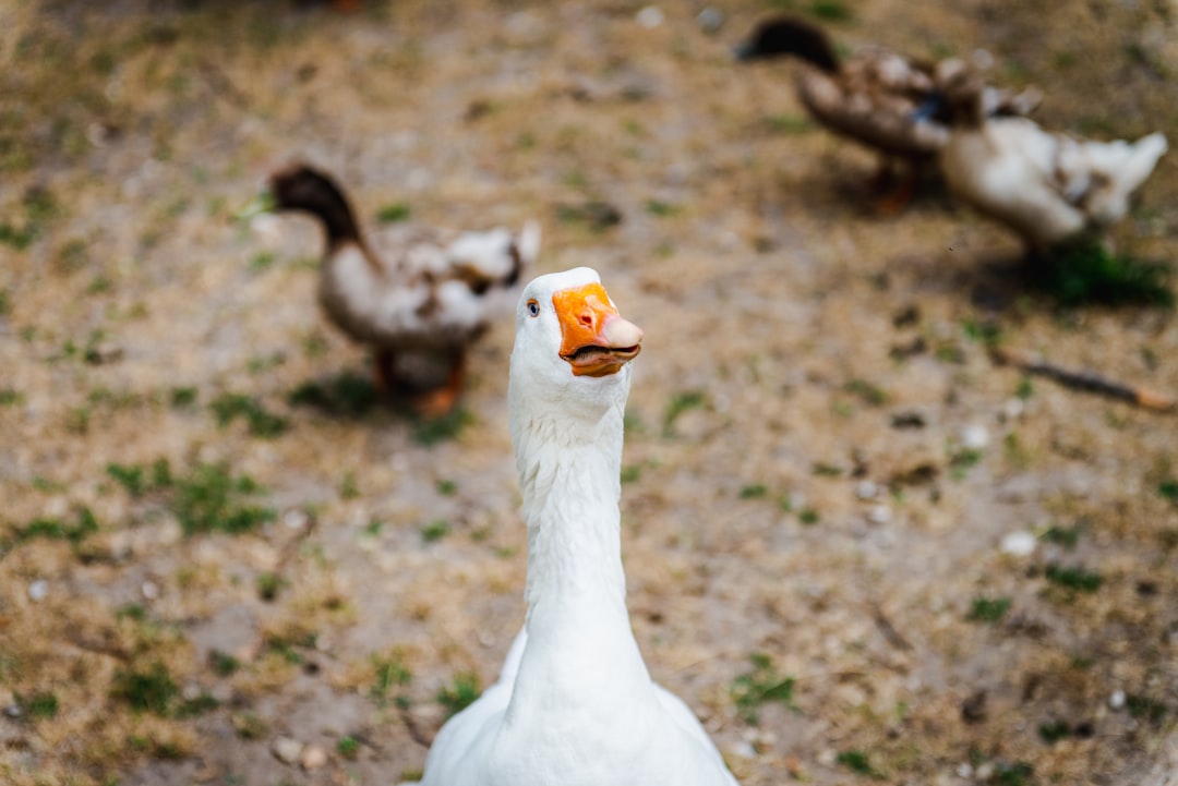  white duck on brown soil goose