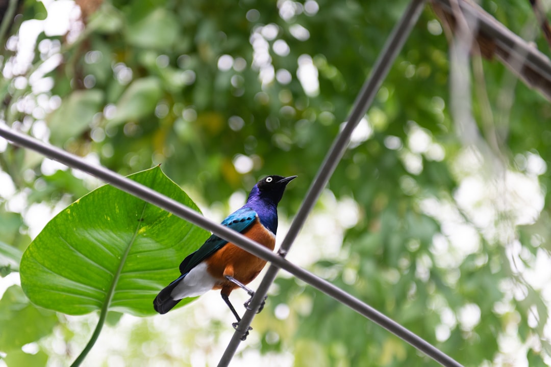 blue and brown bird on tree branch during daytime