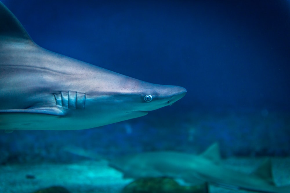 grey shark in water during daytime