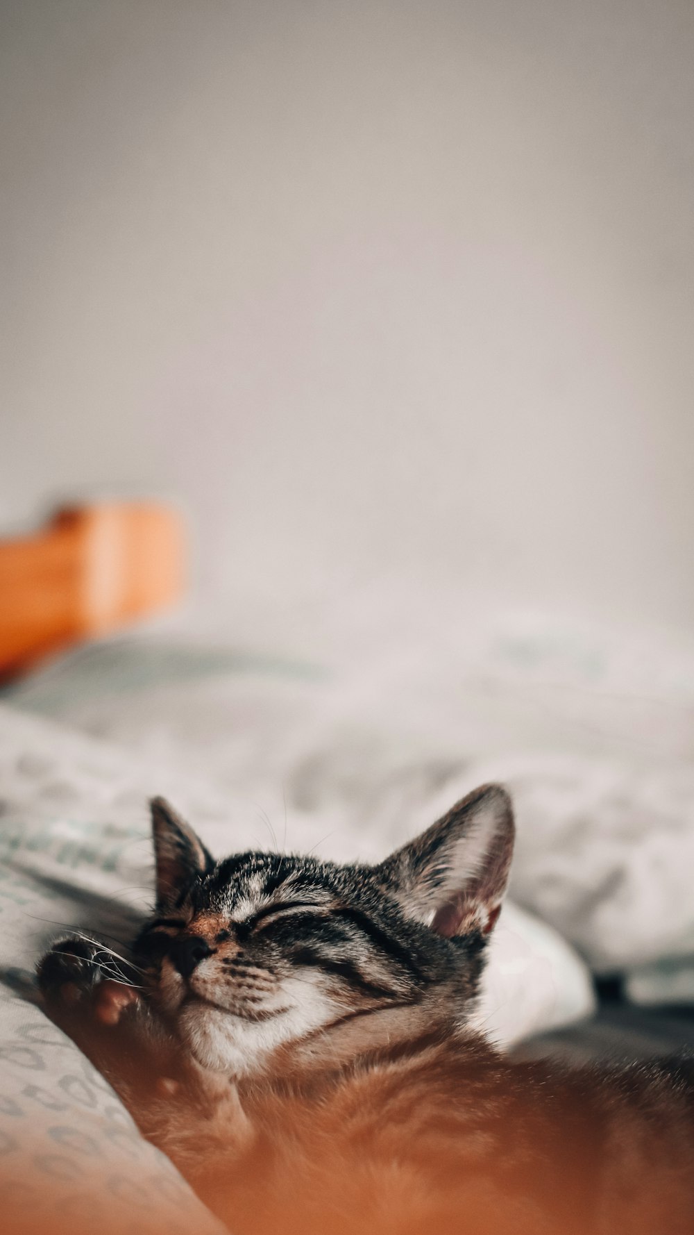 black and brown cat lying on white textile