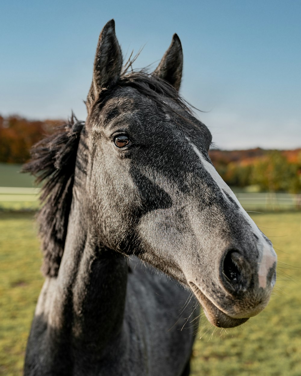 grey horse on green grass field during daytime