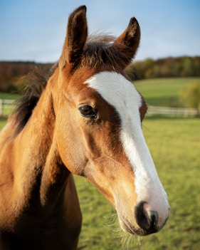 brown and white horse near green grass field during daytime