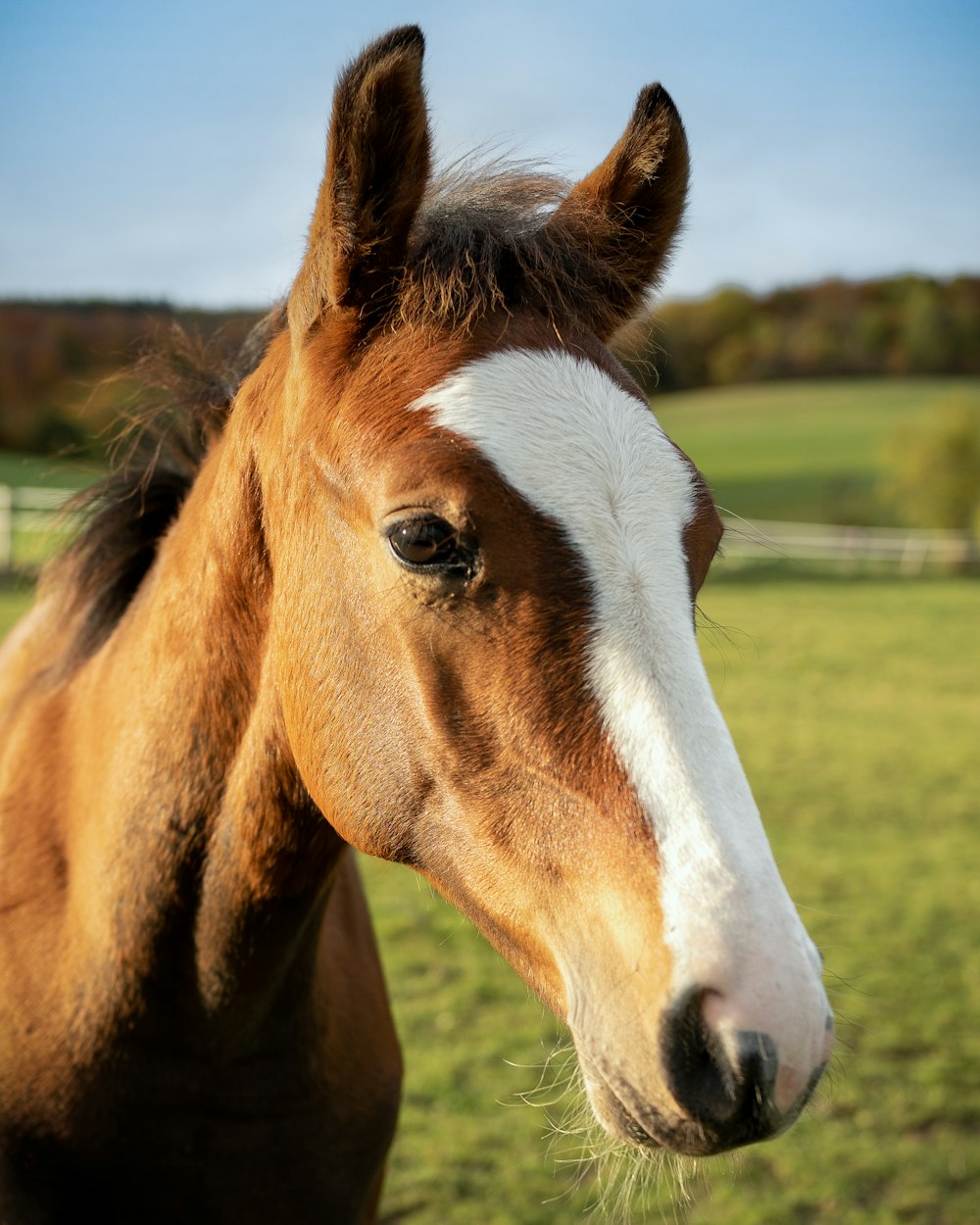 brown and white horse near green grass field during daytime