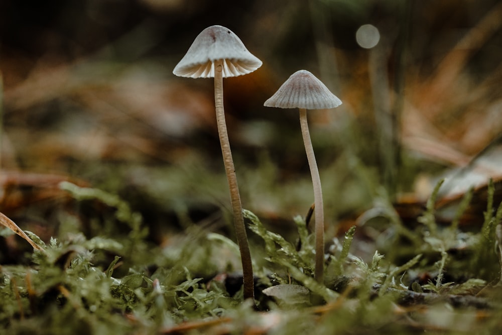 white mushroom in green grass