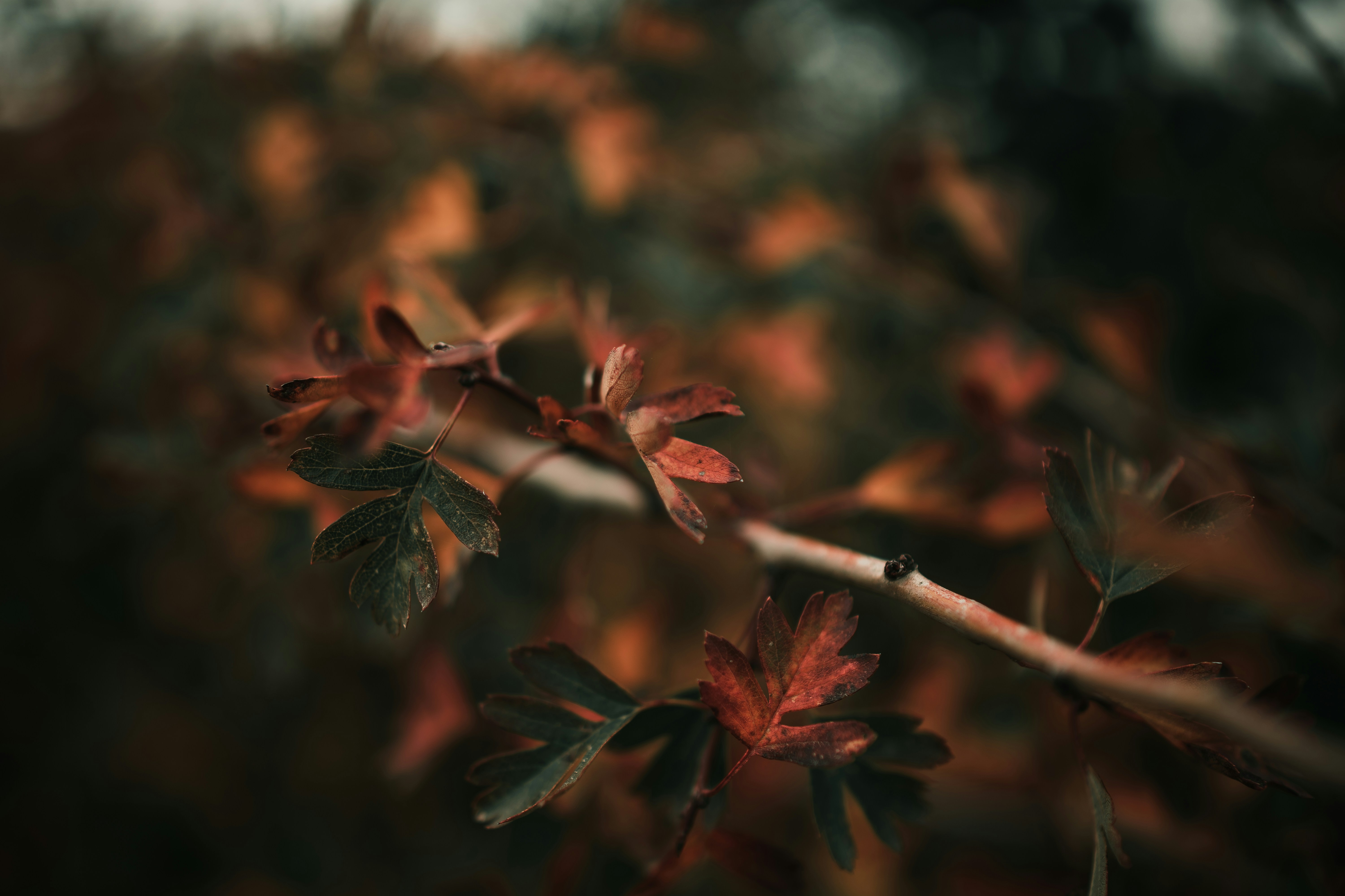 Photo by daniele71043