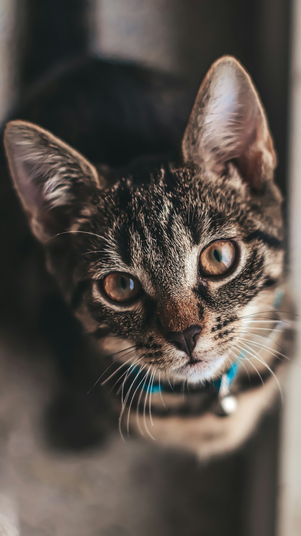 black and brown tabby cat