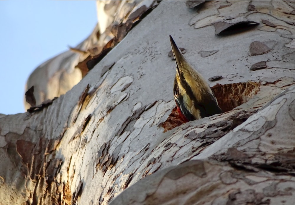 pájaro marrón sobre roca gris