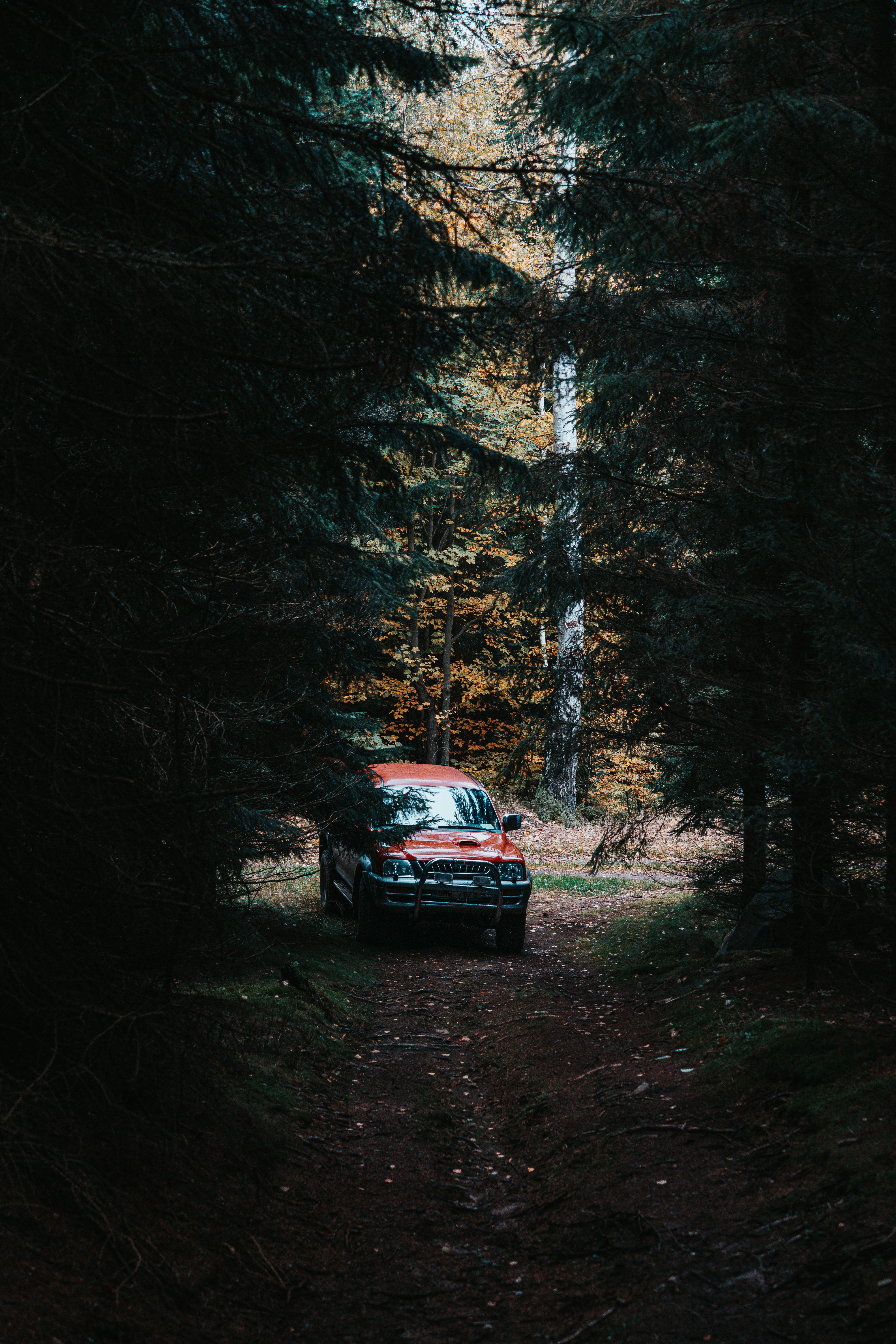 red car in the middle of forest