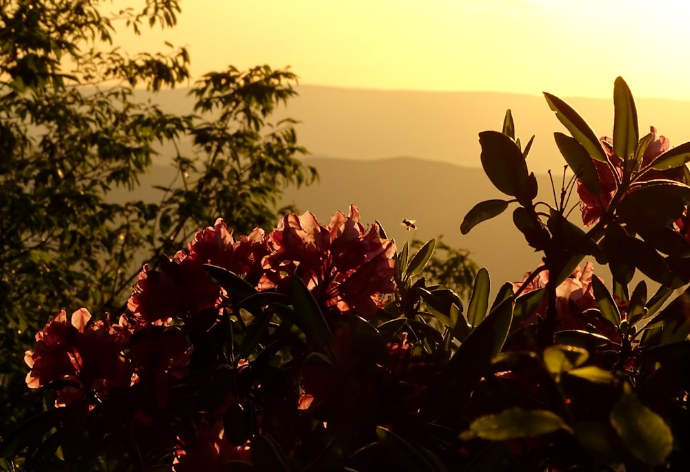 red flowers with green leaves during daytime