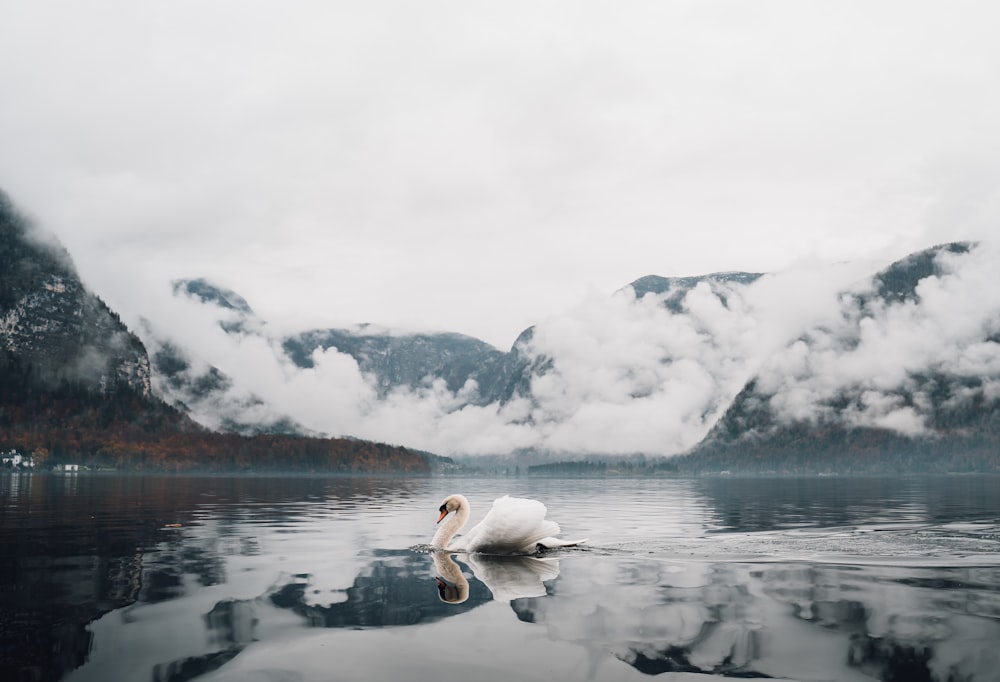 white swan on lake during daytime