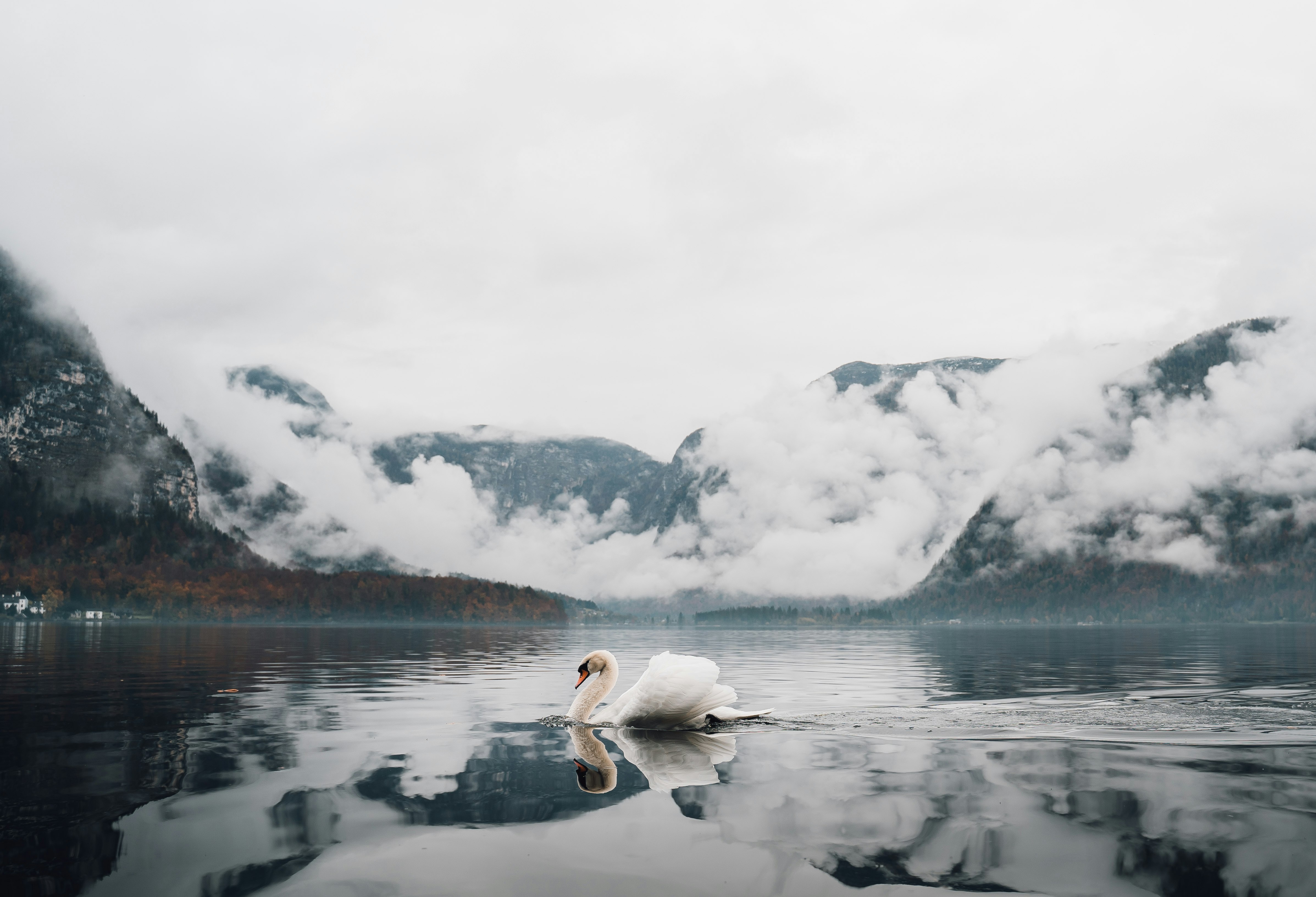 white swan on lake during daytime