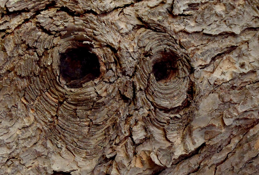 brown and black tree trunk