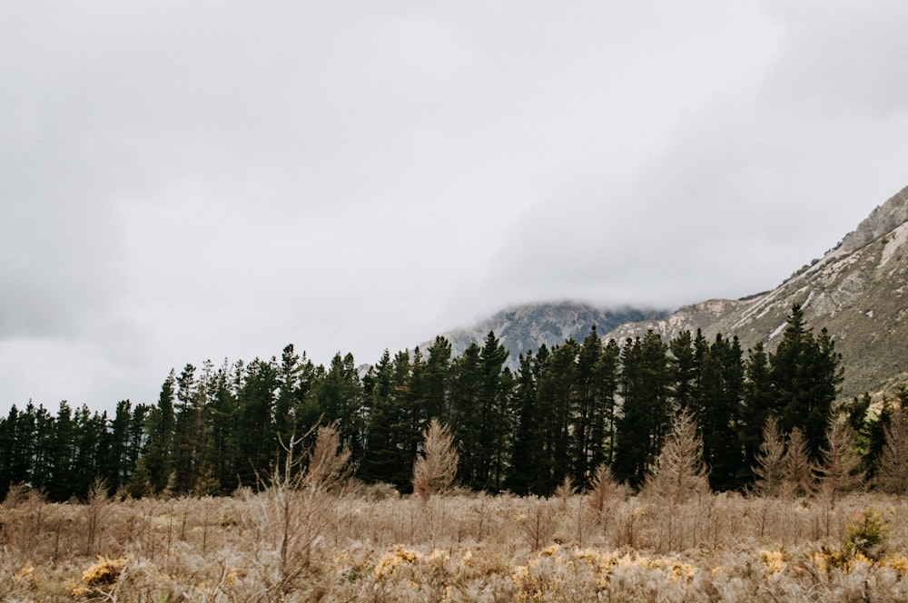 green pine trees on brown grass field near mountain during daytime