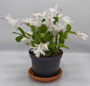 A potted plant features lush green leaves with delicate white flowers in bloom. Some flowers have a touch of pink at their centers, adding a subtle contrast to the white petals. The plant is held in a simple black pot resting on a brown saucer.