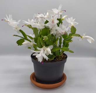A potted plant features lush green leaves with delicate white flowers in bloom. Some flowers have a touch of pink at their centers, adding a subtle contrast to the white petals. The plant is held in a simple black pot resting on a brown saucer.