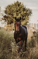 brown horse on brown grass field during daytime
