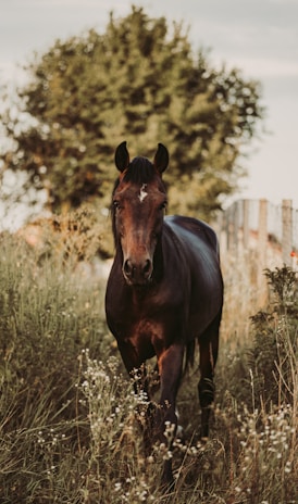 brown horse on brown grass field during daytime