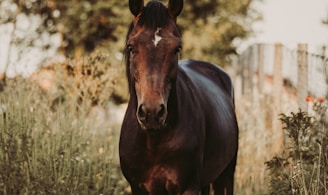 brown horse on brown grass field during daytime