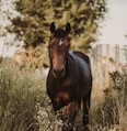 brown horse on brown grass field during daytime