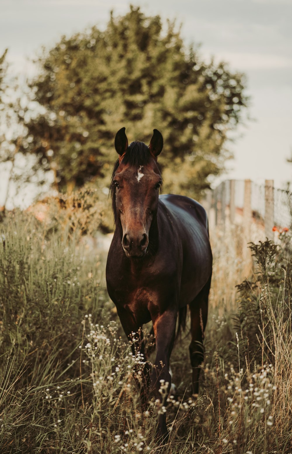 brown horse on brown grass field during daytime