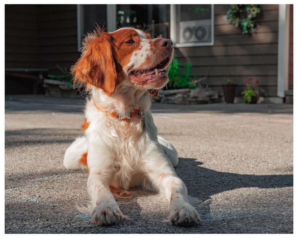 white and brown long coat small dog on grey concrete pavement during daytime