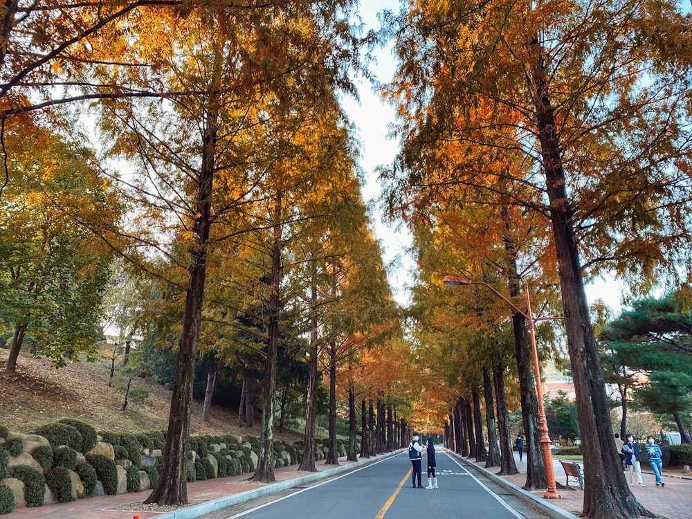 black car on road between trees during daytime