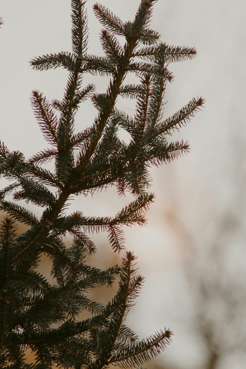 green pine tree covered with snow