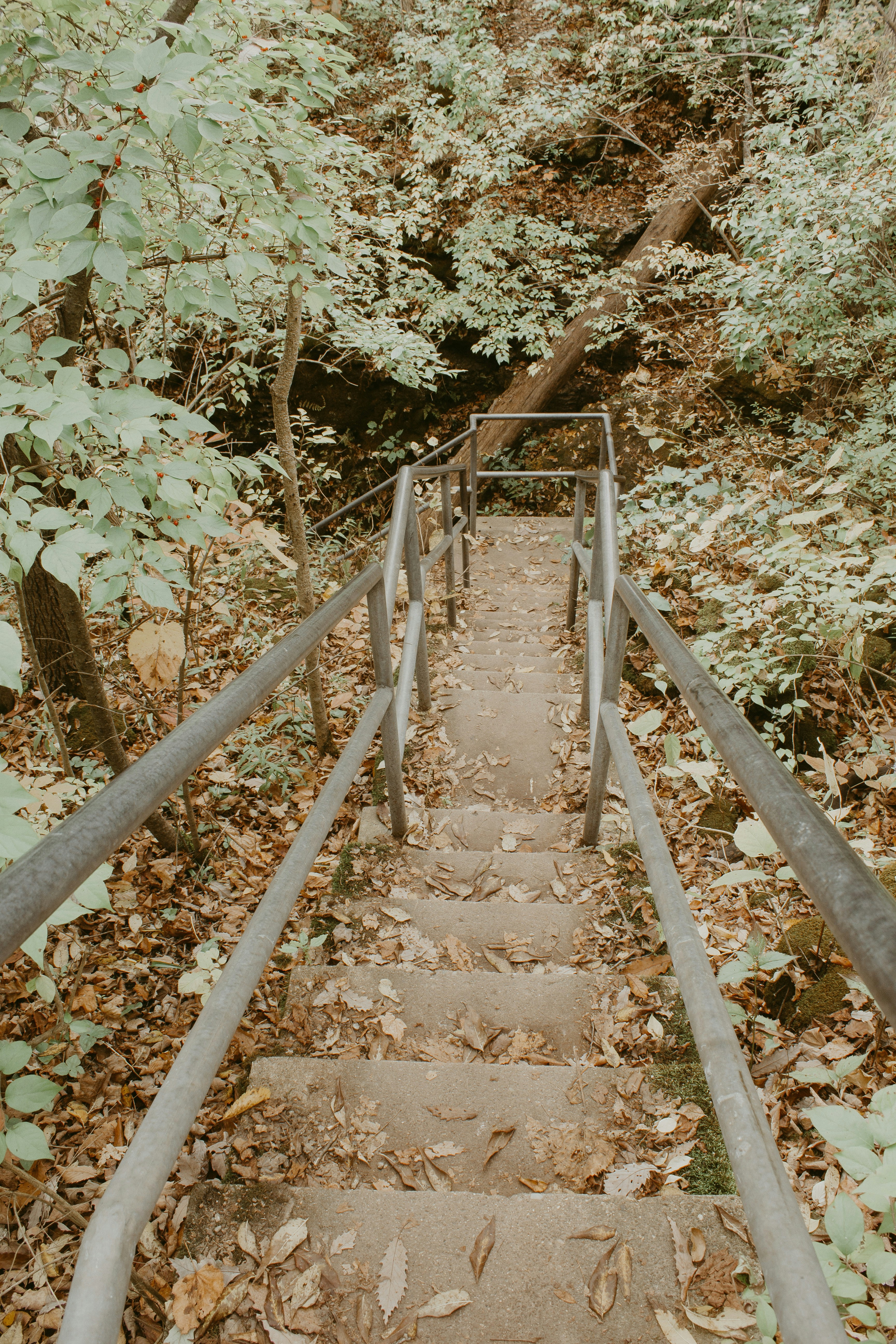 Escalera de madera marrón en el bosque durante el día