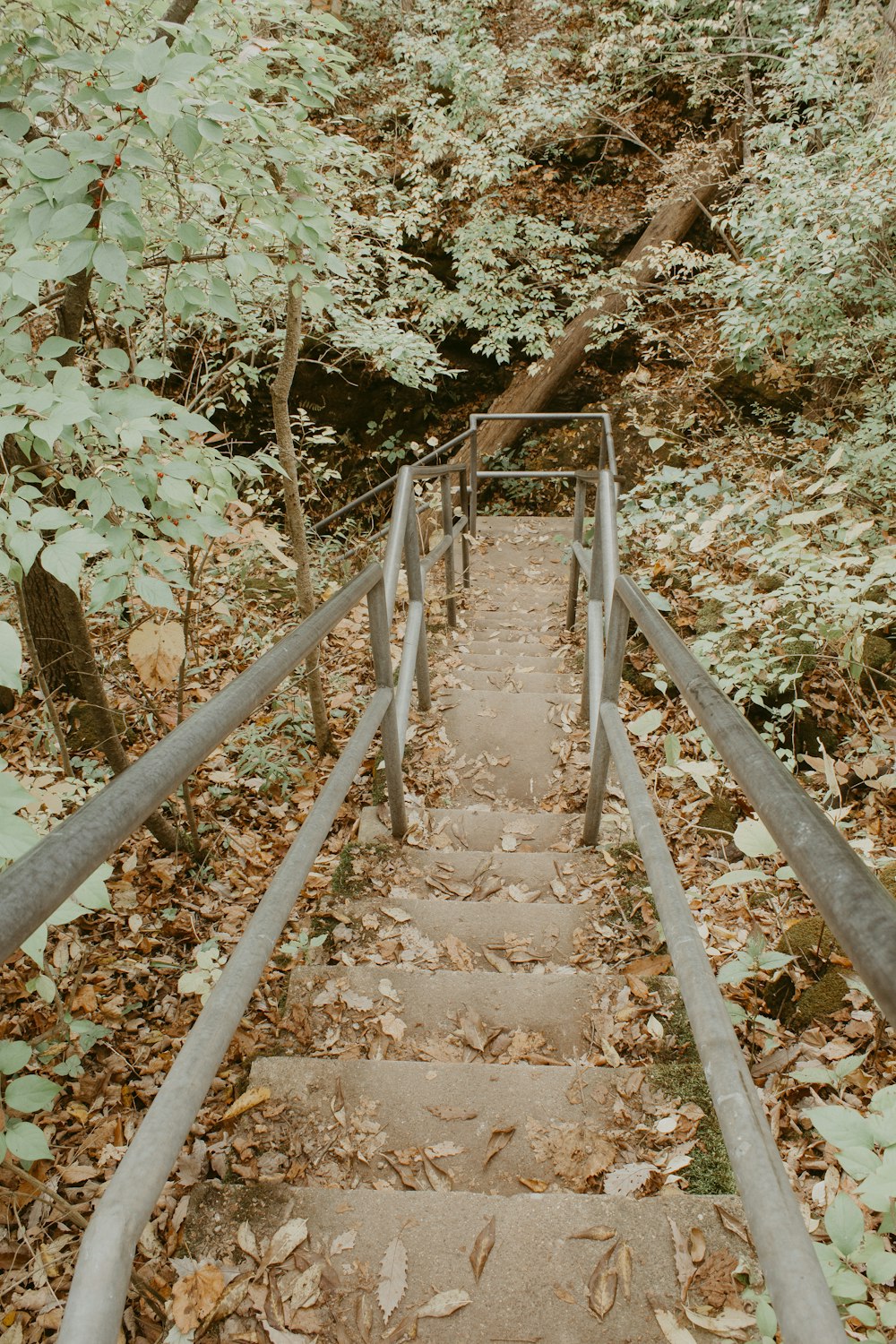 brown wooden staircase in forest during daytime