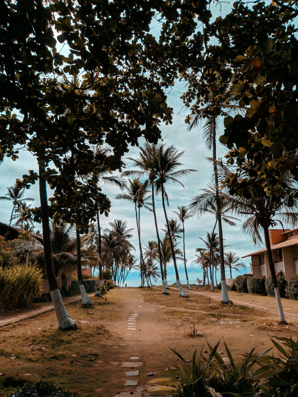 palm trees on brown sand under blue sky during daytime