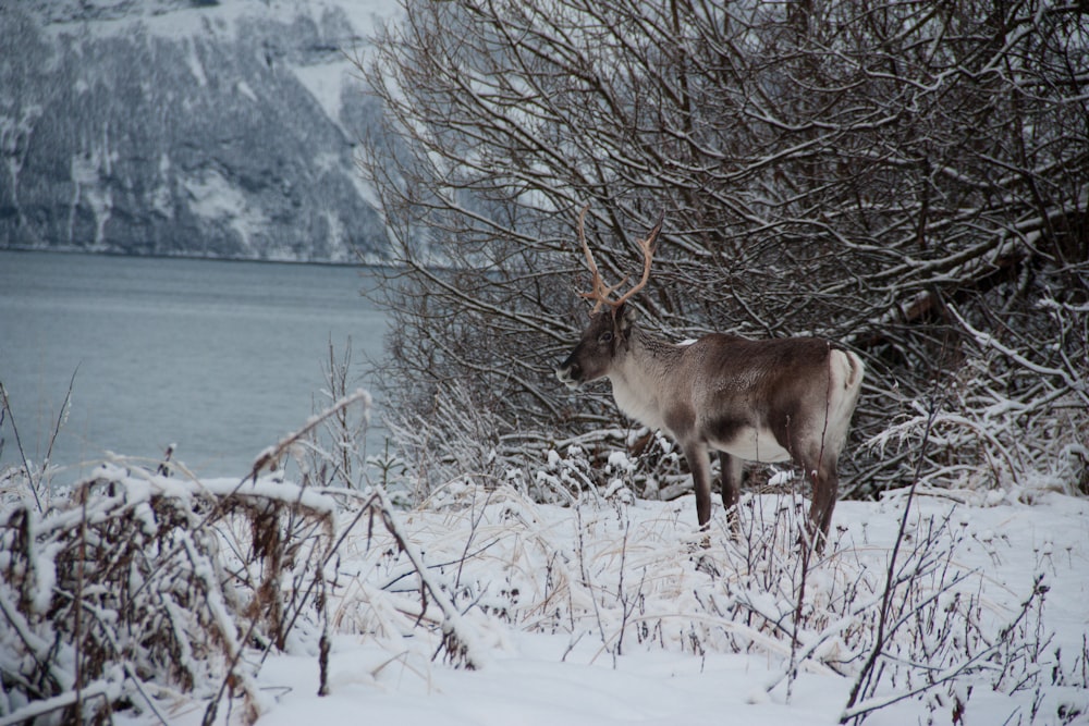 昼間の雪に覆われた地面にいる茶色の鹿