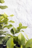 green leaves beside white wall