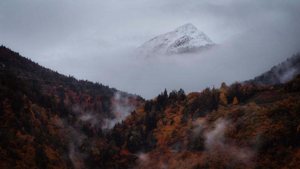 green and brown trees near snow covered mountain during daytime