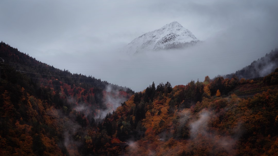 green and brown trees near snow covered mountain during daytime